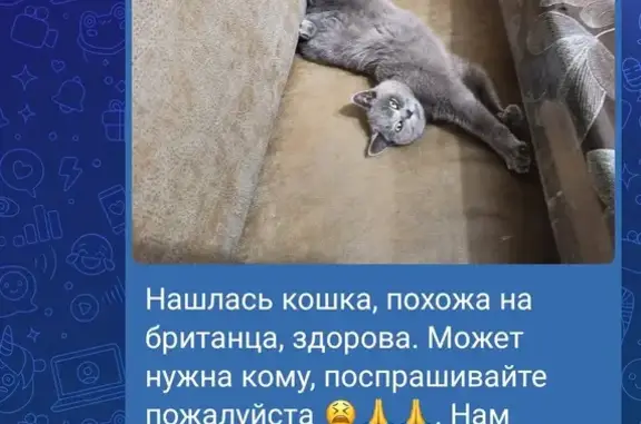 Найдена кошка: ул. Кирова, 4