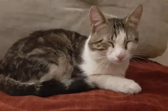 Найден кот: Красноармейская, 9