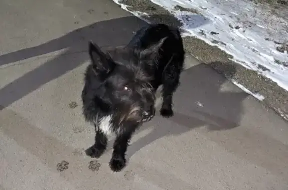 Найдена собака: Университетский 50+, Иркутск