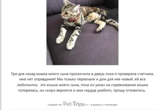 Пропала кошка, Сургут, Мунарева 4
