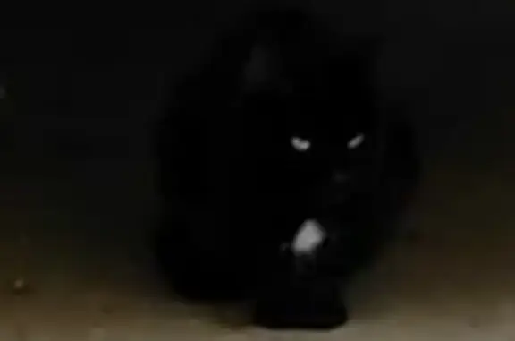 Чёрный котик найден, ВАО, Щербаковская 40