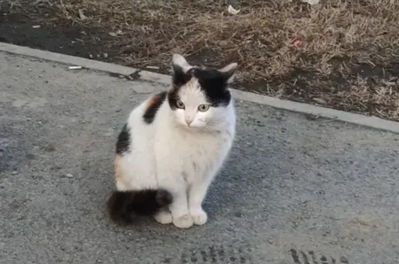 Трёхцветная кошка, ул. Столыпина, Челябинск