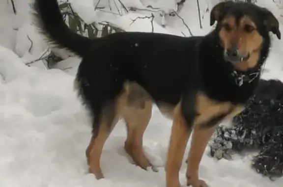 Пропала собака в Иглово, Одинцово