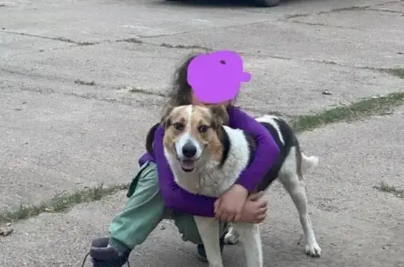 Пропала собака в Новочебоксарске