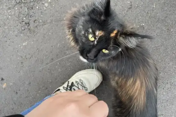 Найдена кошка: Ново-Майская ул., 5