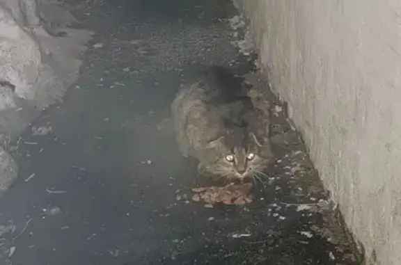 Кошка найдена: Нагорная ул., Екб