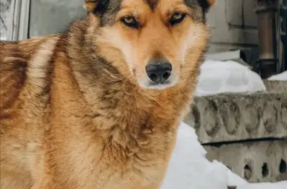Пропала рыжая собака, 25А Михнево