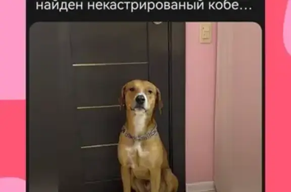Найдена собака у Дворца пионеров, Киров