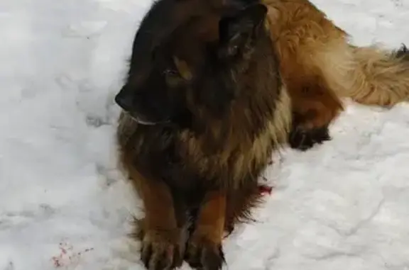 Найдена раненая собака: М. Армавирская, 153