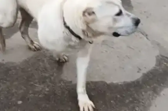 Пропала собака Лиза в Гатчине