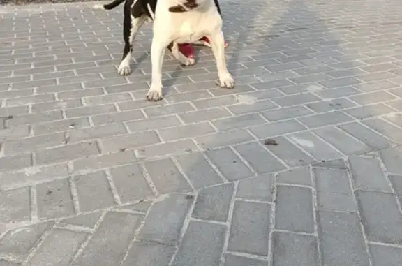 Найдена собака на ул. Железнякова