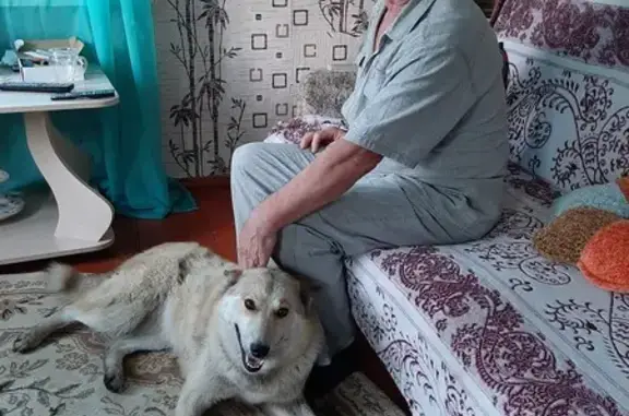 Собаки потеряшки, Дмитриевка, фото: Потеряшка лайка в Дмитриевке, Курской