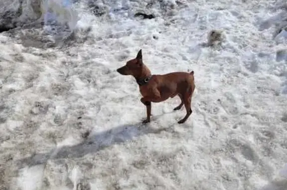 Найдена собака: ул. Абсалямова, 28