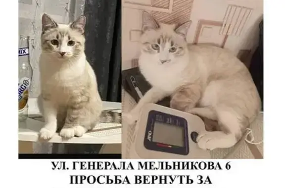 Пропала кошка Зёма, ул. Мельникова, 6