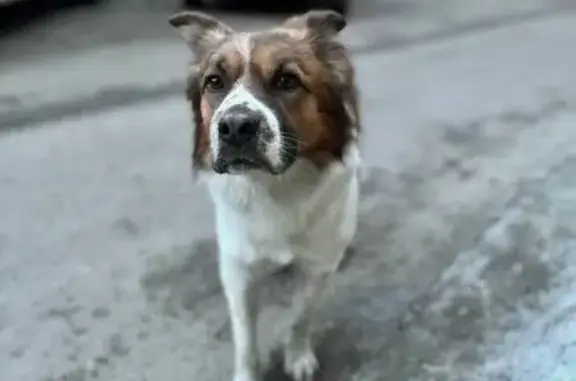Найдена собака в 82 квартале, Ангарск