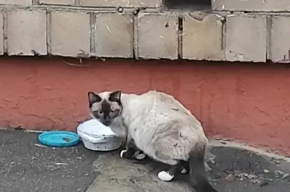 Найдена кошка, Фортунатовская 20