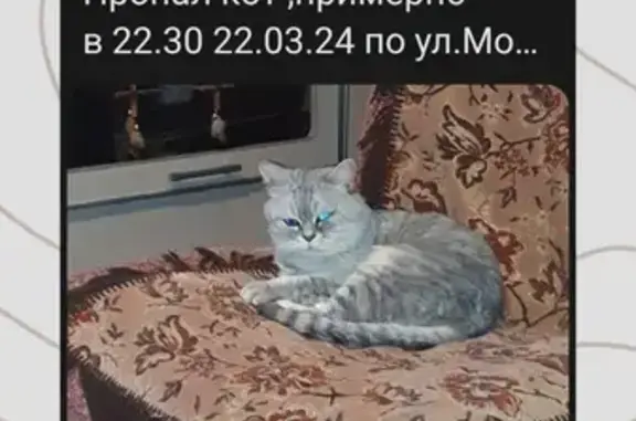 Пропала кошка: Московская ул., 95, Саров