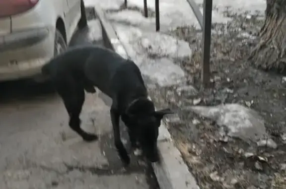 Найден пёс: Чайковского, 70, Челябинск