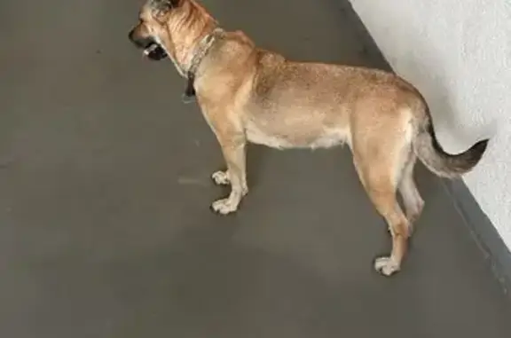 Найдена собака в Парголово, СПб