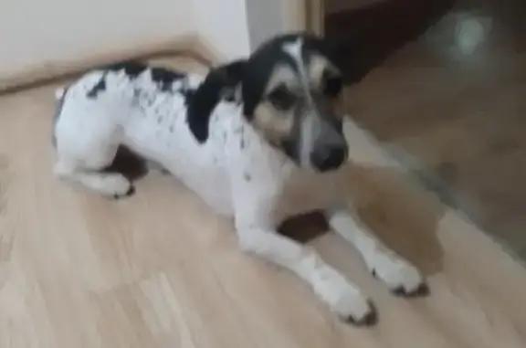 Пропала собака Рома, Луначарского, 26