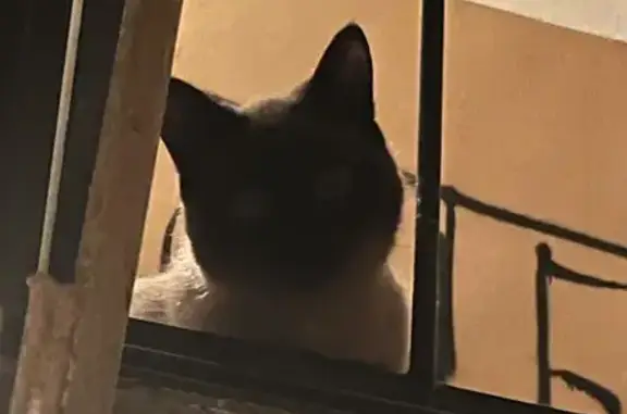 Сиамская кошка найдена: Володарского, 55