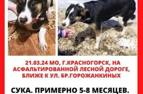 Собака найдена: Пушкинская 24, Красногорск