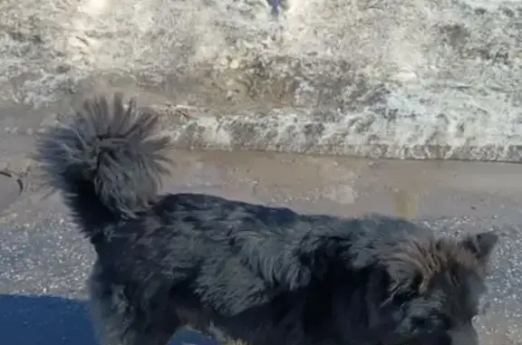 Найдена собака: Радищева, 154 к1, Ульяновск