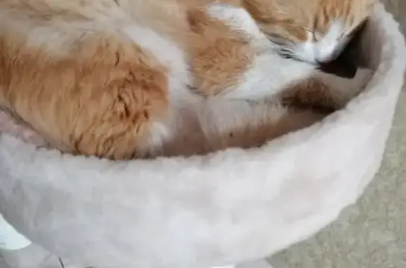 Кошки потеряшки, , фото: Потеряшка рыжая кошка, Советская ул.