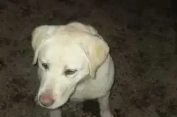 Найдена собака в Айдарово, Рамонский
