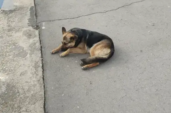 Найдена собака, Бодрая ул., Ростов