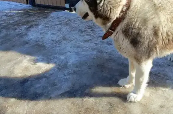 Собака-хаски найдена в Бузулуке