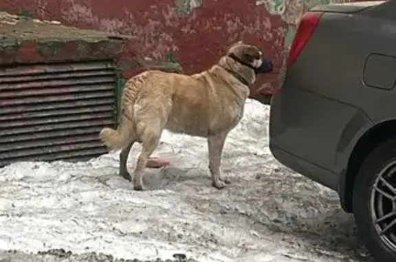 Найдена собака: Петровско-Разумовский, 24к3