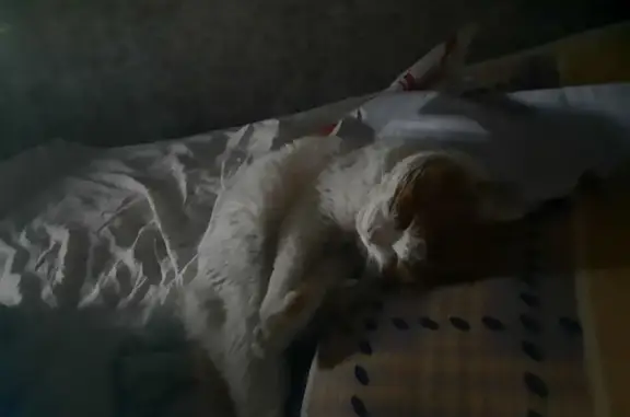 Пропала кошка: Джамбула, 23, Н. Новгород