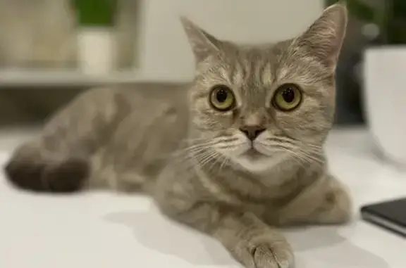 Пропала кошка: Гагарина, 21, Йошкар-Ола