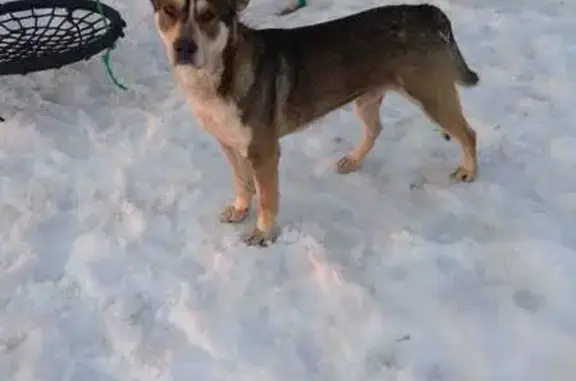 Найдена собака в Ям, Москва-обл