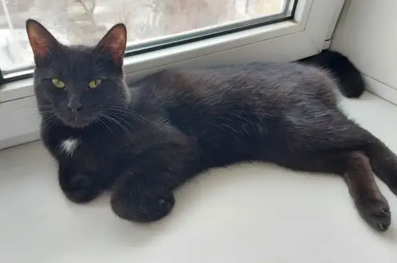 Чёрный кот найден: Ленинского Комсомола, 27