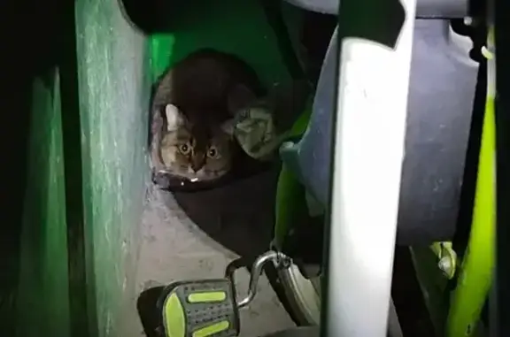 Кошка найдена в Борисоглебске
