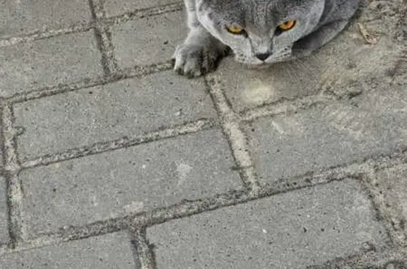 Найден кот: наб. Массалитинова, Воронеж