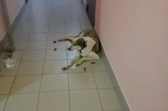 Найдена собака на Широтной, 168