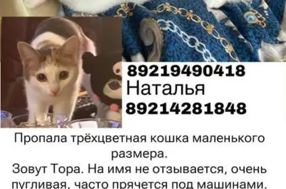 Пропала кошка, Ю. Гагарина, 77, СПб
