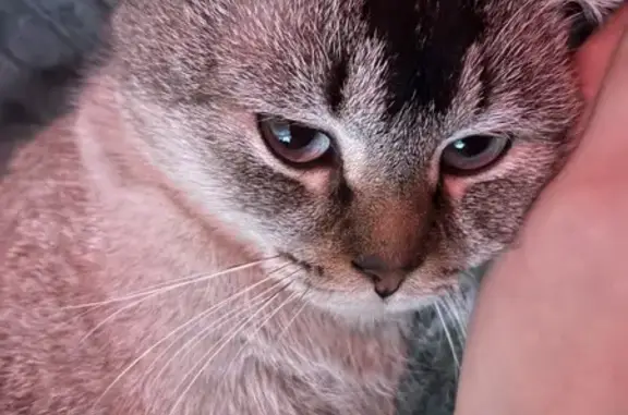 Пропала кошка: Айвазовского, 36