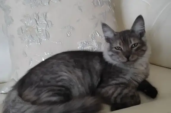 Найдена кошка, Городской пер., Борисоглебск
