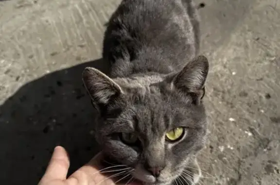 Найден кот: п.Исток, Улан-Удэ