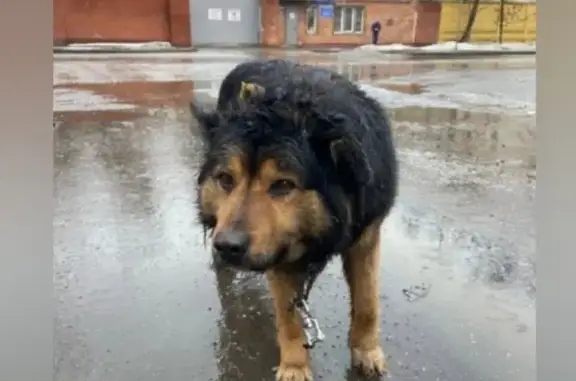 Найдена собака, Люблинская ул., вчера 19:45