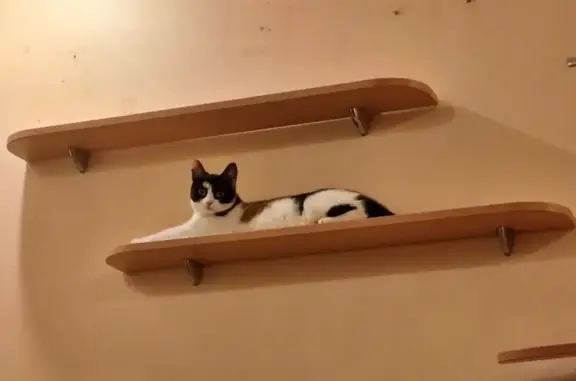 Кошки потеряшки, , фото: Потеряшка кошка: Северный пер., 21А
