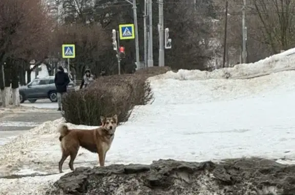 Найдена собака у д.25, Октябрьский пр.