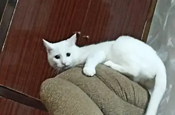 Пропал белый кот, ул. Лазарева, 28