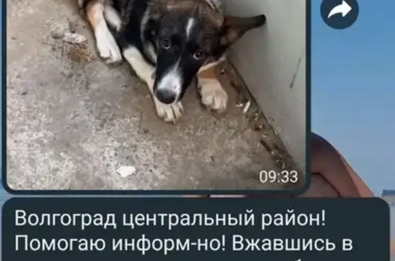 Найдена собака: пр. Ленина, 20, Волгоград