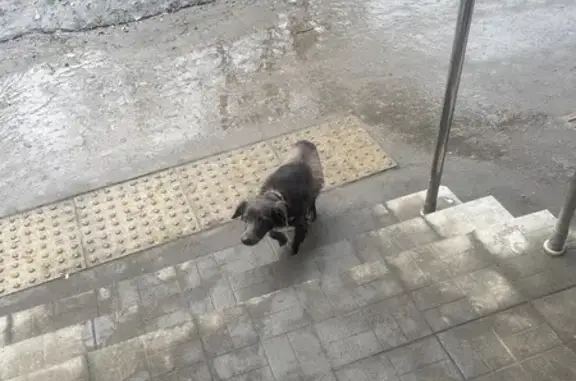 Найдена собака: Московская 8, Саратов