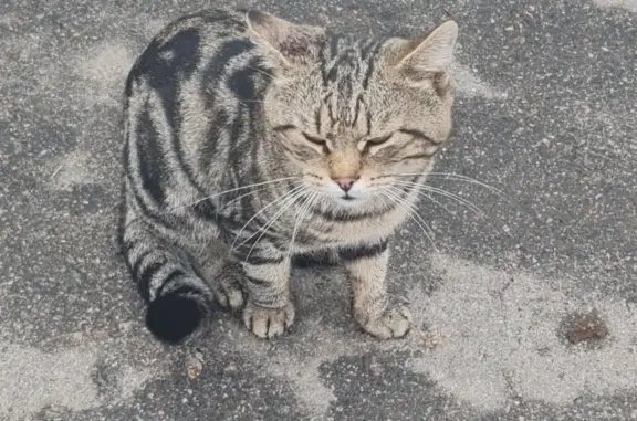 Найдена кошка, Пушкинская ул., 30, Тула
